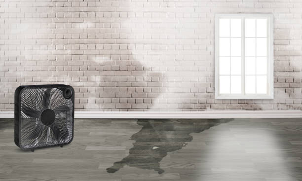 Best Water damage cleanup near me  in Pasadena, CA